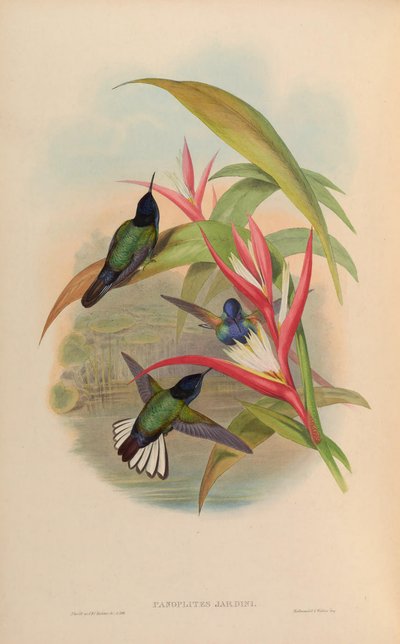 Panoplites jardini = Boissonneaua jardini by John Gould